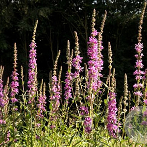 Lythrum salicaria 'Rosy Gem' GM P9