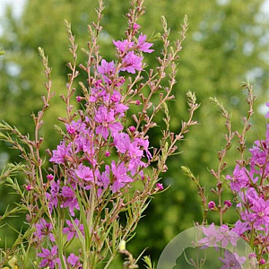Lythrum salicaria 'Swirl' GM P9