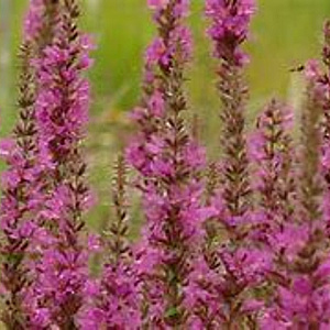 Lythrum salicaria 'Zigeunerblut' GM P9