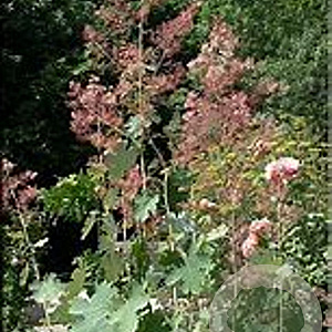 Macleaya microcarpa 'Kelway's Coral Plume' GM P9