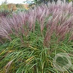 Miscanthus sinensis 'Flamingo' GM P9