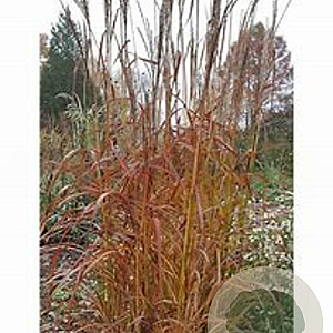 Miscanthus sinensis 'Ghana' GM P9
