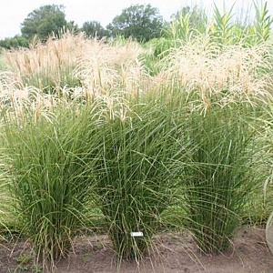 Miscanthus sinensis 'Graziella' GM P9