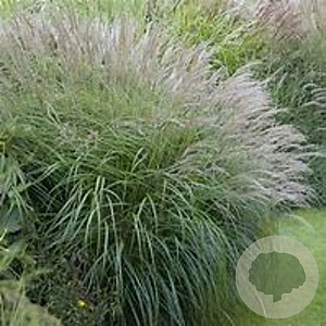 Miscanthus sinensis 'Jaku Jima' GM P9