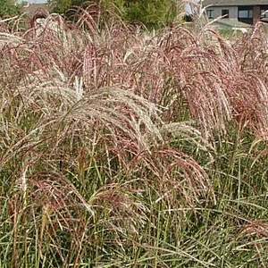 Miscanthus sinensis 'Kaskade' GM P9
