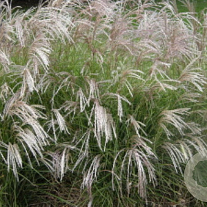 Miscanthus sinensis 'Korea' GM P9