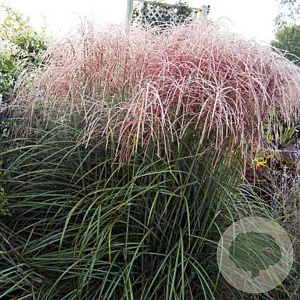 Miscanthus sinensis 'Nippon' GM P9