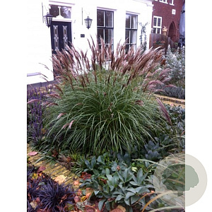Miscanthus sinensis 'Red Chief' GM P9