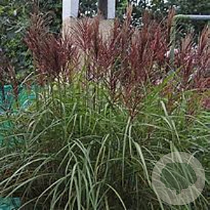 Miscanthus sinensis 'Rotsilber' GM P9