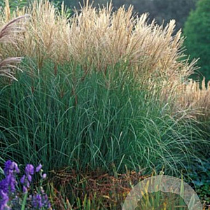 Miscanthus sinensis 'Sarabande' GM P9