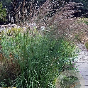 Molinia arundinacea 'Karl Foerster' GM P9