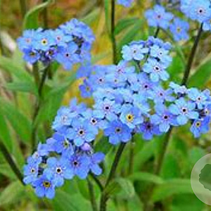 Myosotis alpestris 'Indigo Compact' GM P9