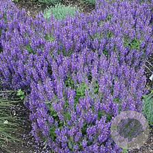 Nepeta faas. 'Blue Wonder' GM P9