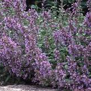 Nepeta faassenii 'Dropmore' GM P9