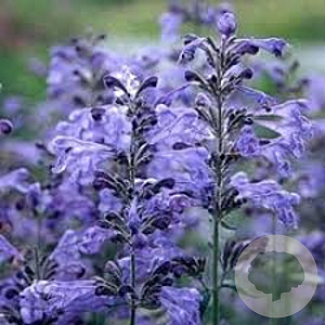 Nepeta sibiricai 'Souvenir d'Andre Chaudron' GM P9