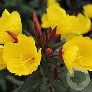 Oenothera fruticosa 'Sonnenwende' GM P9