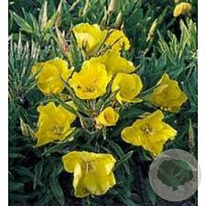 Oenothera missouriensis GM P9