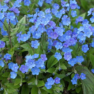 Omphalodes cappadocica 'Cherry Ingram' GM P9