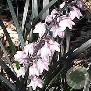 Ophiopogon pl. Nigrescens GM P9