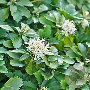 Pachysandra terminalis 'Green Carpet' GM P9