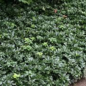 Pachysandra terminalis 'Green Sheen' GM P9