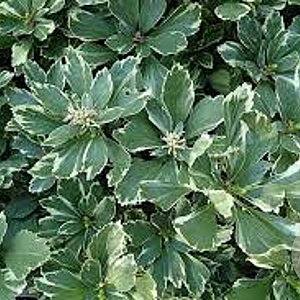 Pachysandra terminalis 'Variegata' GM P9