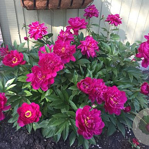 Paeonia 'Big Ben' GM  P11