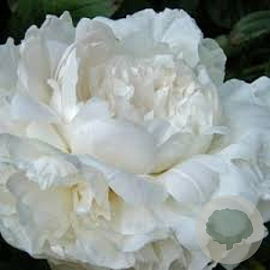 Paeonia 'Snow Suprime' GM  P11