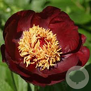 Paeonia Çhocolate Soldier' GM P9
