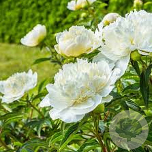 Paeonia officinalis 'Alba Plena' GM  P11