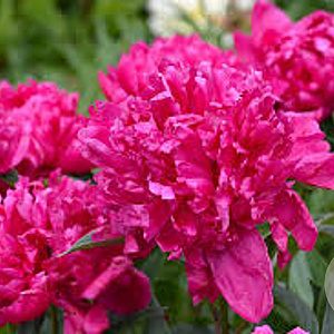 Paeonia officinalis 'Rosea Plena' GM  P11