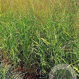 Panicum virgatum 'Strictum Compactum' GM P9
