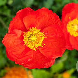 Papaver nudicaule 'Gartenzwerg' GM P9