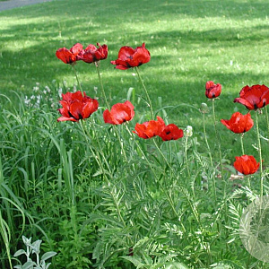 Papaver orientale 'Brilliant' GM P9
