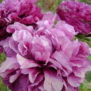 Papaver orientale 'Patty's Plum' GM P9