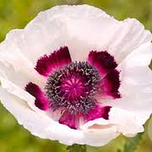 Papaver orientale 'Perry's White' GM P9