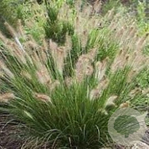 Pennisetum alopecuroÃ¯des 'Little Honey' GM P9