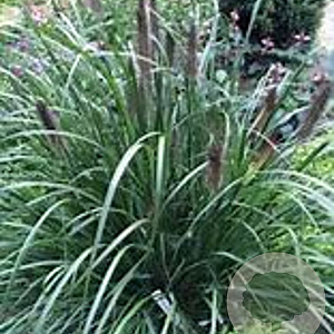 Pennisetum alopecuroides 'Black Alvernee' GM P9