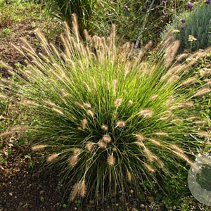 Pennisetum alopecuroides 'Gelbstiel' GM P9