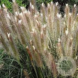 Pennisetum alopecuroides 'Magic' GM P9
