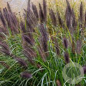 Pennisetum alopecuroides 'Moudry' GM P9