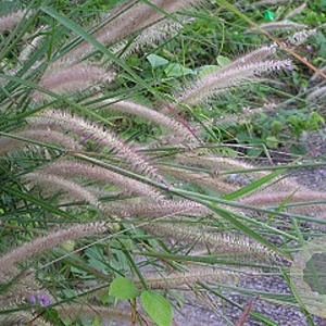 Pennisetum alopecuroides 'Reborn' GM P9