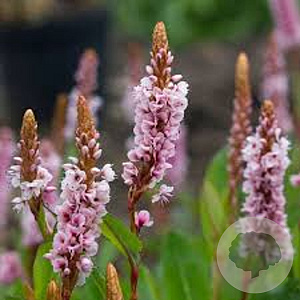 Persicaria affinis 'Donald Lowndes' GM P9