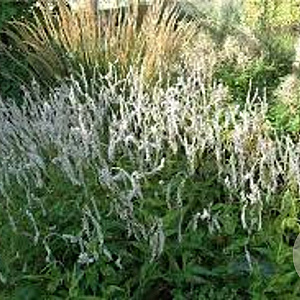 Persicaria amplexicaulis 'Album' GM P9