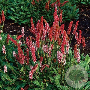 Persicaria amplexicaulis 'Dark Red' GM P9