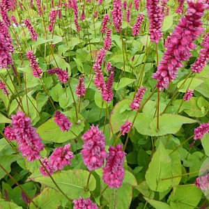 Persicaria amplexicaulis 'Lisan' GM P9