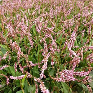 Persicaria amplexicaulis 'Pink Elephant' GM P9