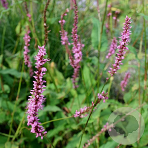 Persicaria amplexicaulis 'Rowden Gem' GM P9