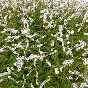 Persicaria amplexicaulis 'White Eastfield' GM P9