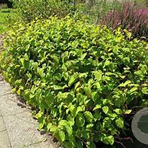 Persicaria filiformis 'Painter's Palette' GM P9